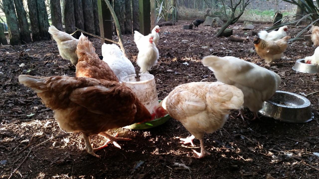 Woodbury Farm Panzió Takanini Kültér fotó