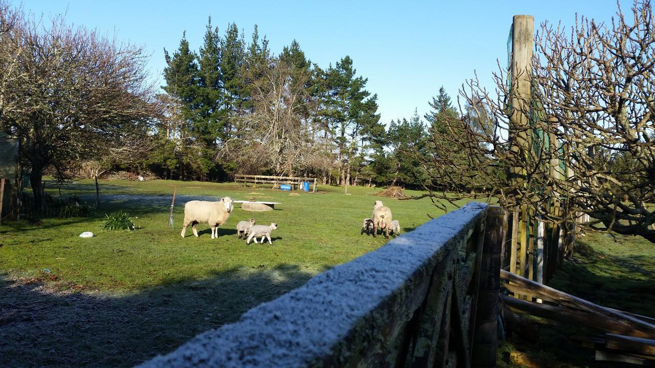 Woodbury Farm Panzió Takanini Kültér fotó